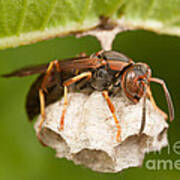Northern Paper Wasp And Nest Poster
