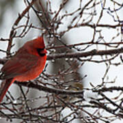 Northern Red Cardinal In Winter Poster