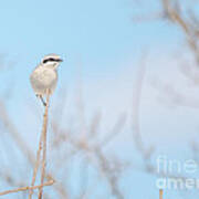 Northern Shrike Poster