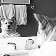 Norwich Terrier In The Mirror Poster
