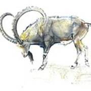 Nubian Ibex Poster