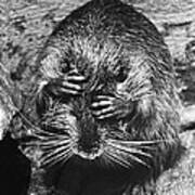 Nutria Covering Its Eyes Poster