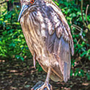 Nycticorax Nycticorax Poster