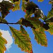 Oak Leaves Agains Sky Poster
