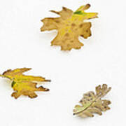 Oak Leaves Poster