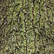 Oak With Lichen Poster