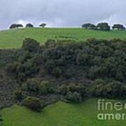 Oaks On A Ridge Poster