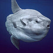 Ocean Sunfish Portugal Poster