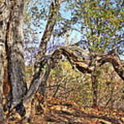 Old Balsam Poplar Tree Poster