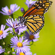 Old Butterfly On Aster Flower Poster