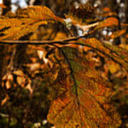 Old Fashioned Foliage Poster