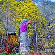 Old Mexican Woman Gathering Flowers Poster