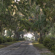 Old Road With Live Oaks Poster