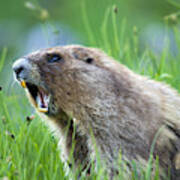 Olympic Marmot Poster