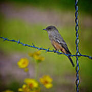 Say's Phoebe Poster