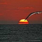 One Black Skimmers At Sunset Poster