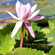 One Pink Water Lily Poster