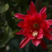 One Very Red Orchid Cactus Bloom - Showy Luminous And Elegant Poster