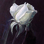 One White Rose Poster