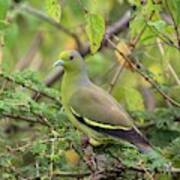 Orange-breasted Green Pigeon Poster