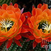 Orange Cactus Flowers Poster