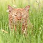 Orange Cat In Green Grass Poster