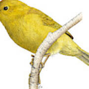 Orange-crowned Warbler Poster