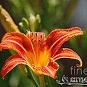 Orange Day Lily 20120614_5a Poster