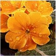 Orange Flower With Water Drops Poster