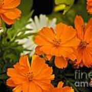 Orange Flowers Poster