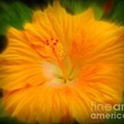 Orange Hibiscus Flower Poster