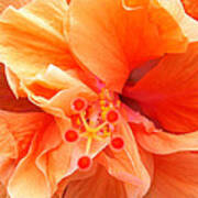 Orange Hibiscus Poster