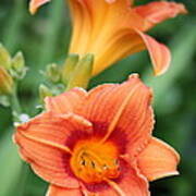 Orange Lilies 2 Poster