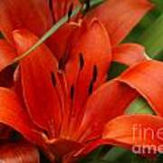 Orange Lilly Poster