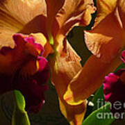 Orange Orchid Poster