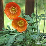 Orange Poppies Poster