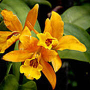 Orange Spotted Lip Cattleya Orchid Poster