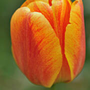 Orange Tulip Poster