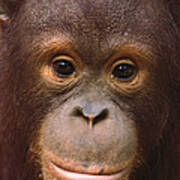 Orangutan Juvenile Borneo Poster