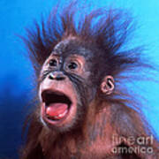Orangutan Pongo Pygmaeus Baby Poster