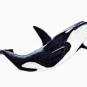 Orca - Killer Whale Poster