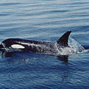 Orca Surfacing Johnstone Strait Bc Poster