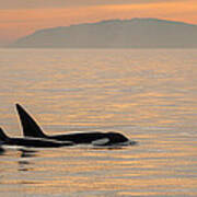 Orcas Off The California Coast Poster