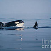 Orcas Off The San Juan Islands Washington  1986 Poster