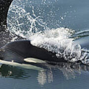 Orcas Surfacing Brothers Island Alaska Poster