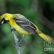 Orchard Oriole Icterus Spurius Juvenile Poster