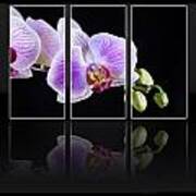 Pink Orchid Flower Poster