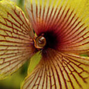 Orchid Flower - Telipogon Ampliflorum Poster