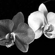Orchid In Black And White Poster