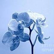 Orchid In Blue Poster